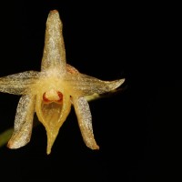 Angraecum zeylanicum Lindl.